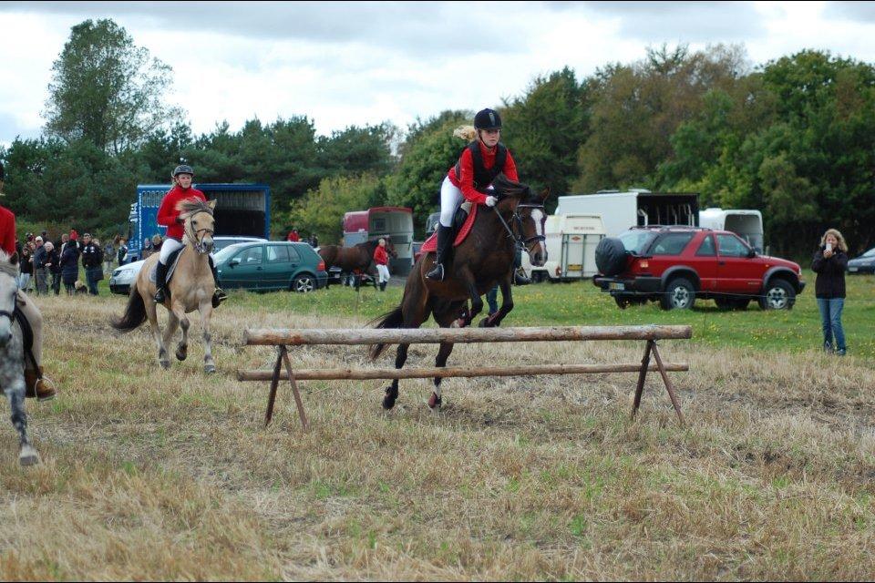 DSP Fejrupgaards Cookienelle - Jagt i Hals 2012 billede 13
