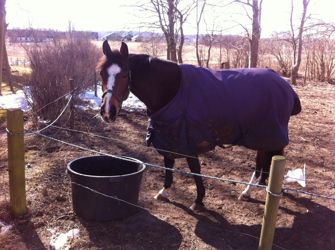 DSP Fejrupgaards Cookienelle - Vinteren 2013 - Prinsessen på fold  billede 15