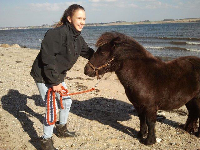 Shetlænder Lakrids -  Feline og jeg ved stranden  billede 3