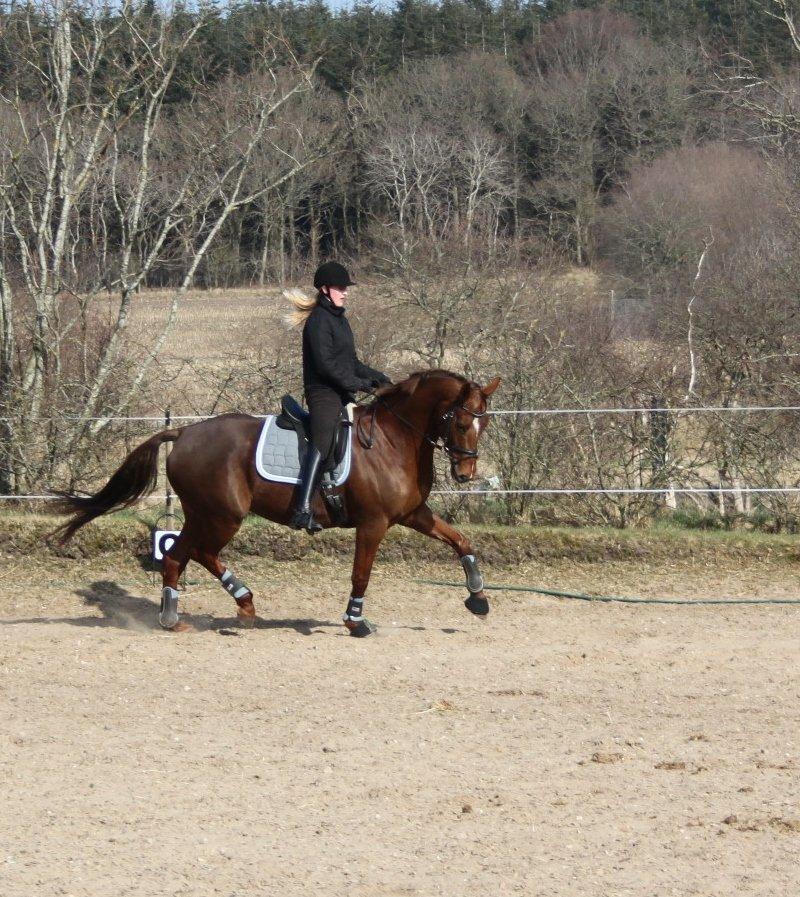 Hannoveraner Hedebo's Diana billede 2