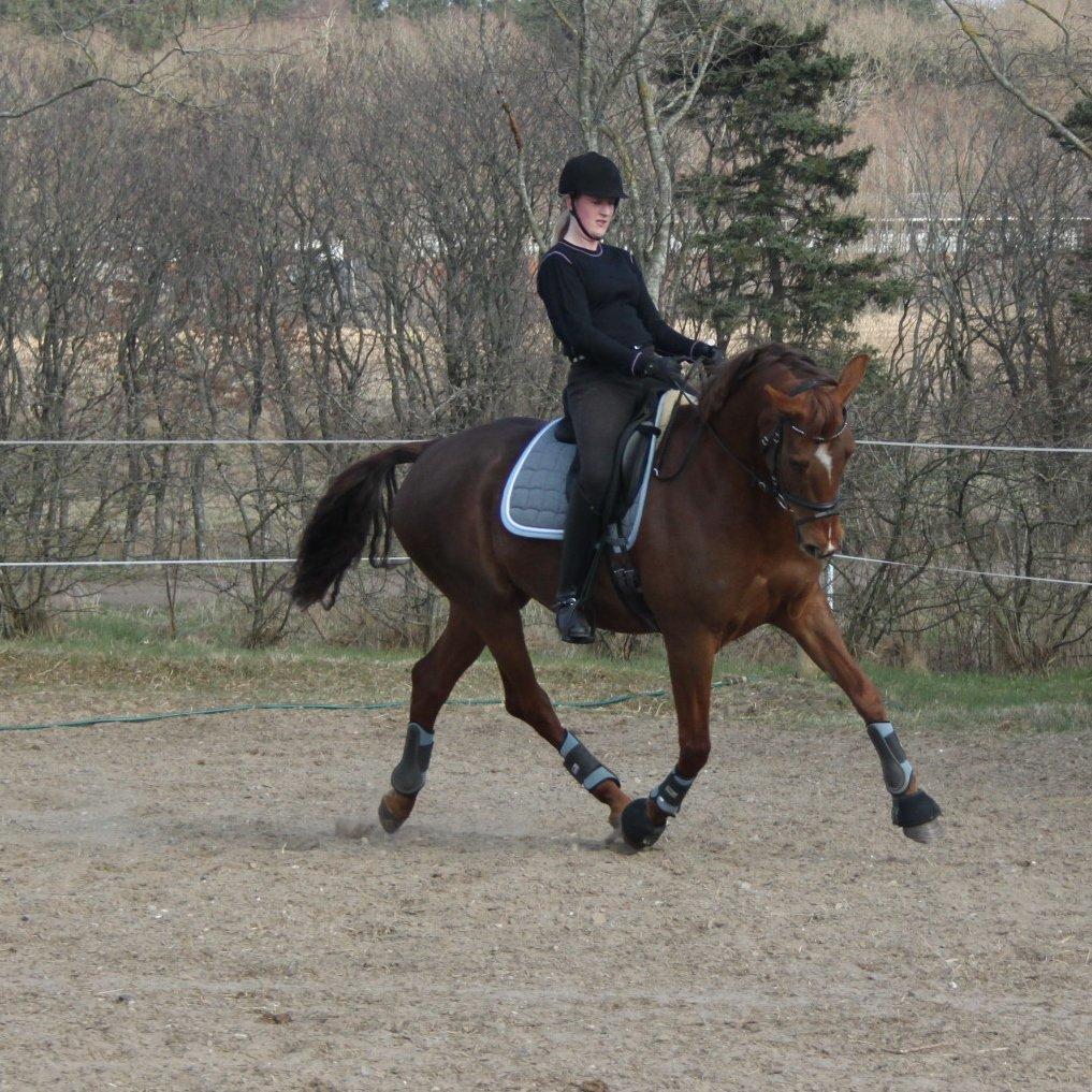 Hannoveraner Hedebo's Diana billede 4