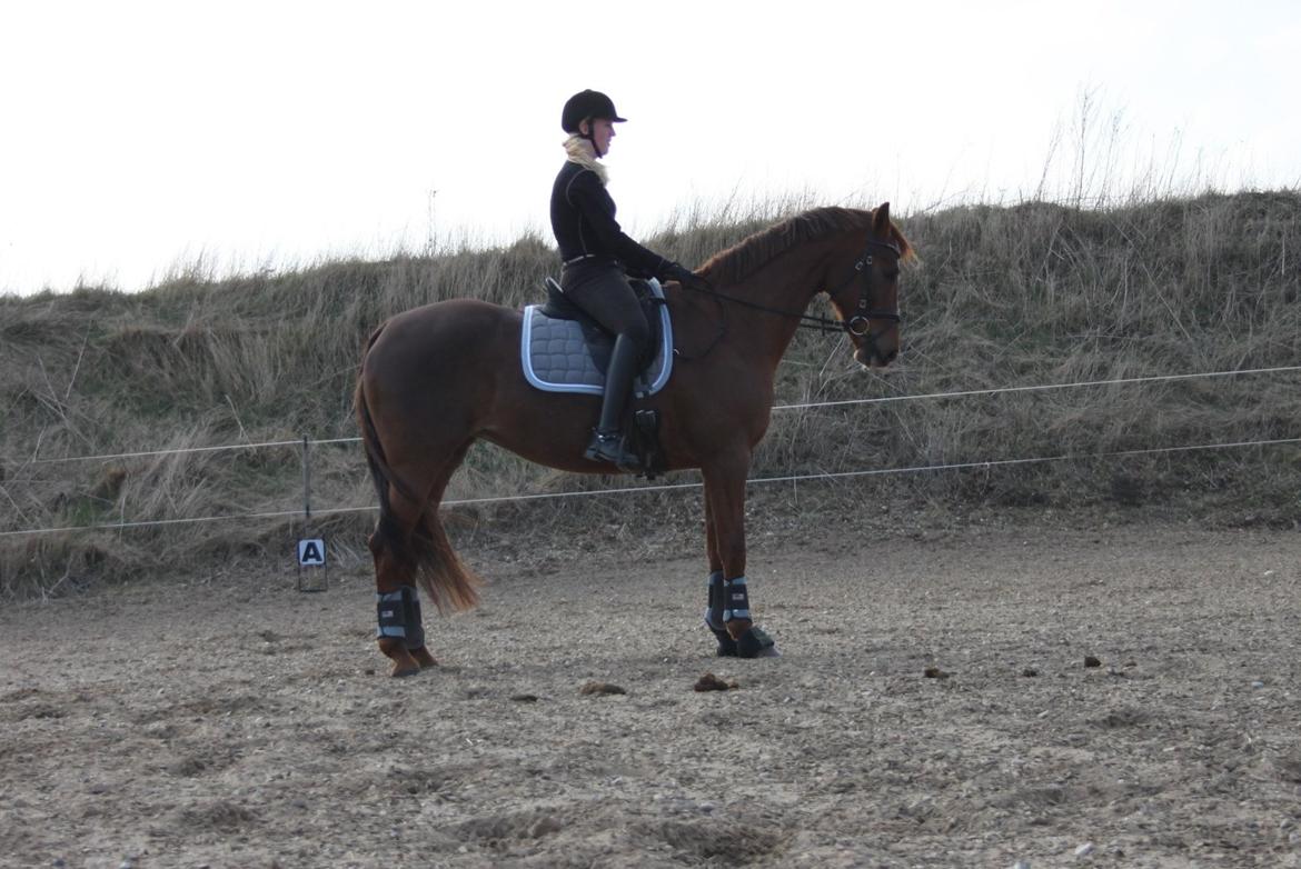 Hannoveraner Hedebo's Diana billede 6