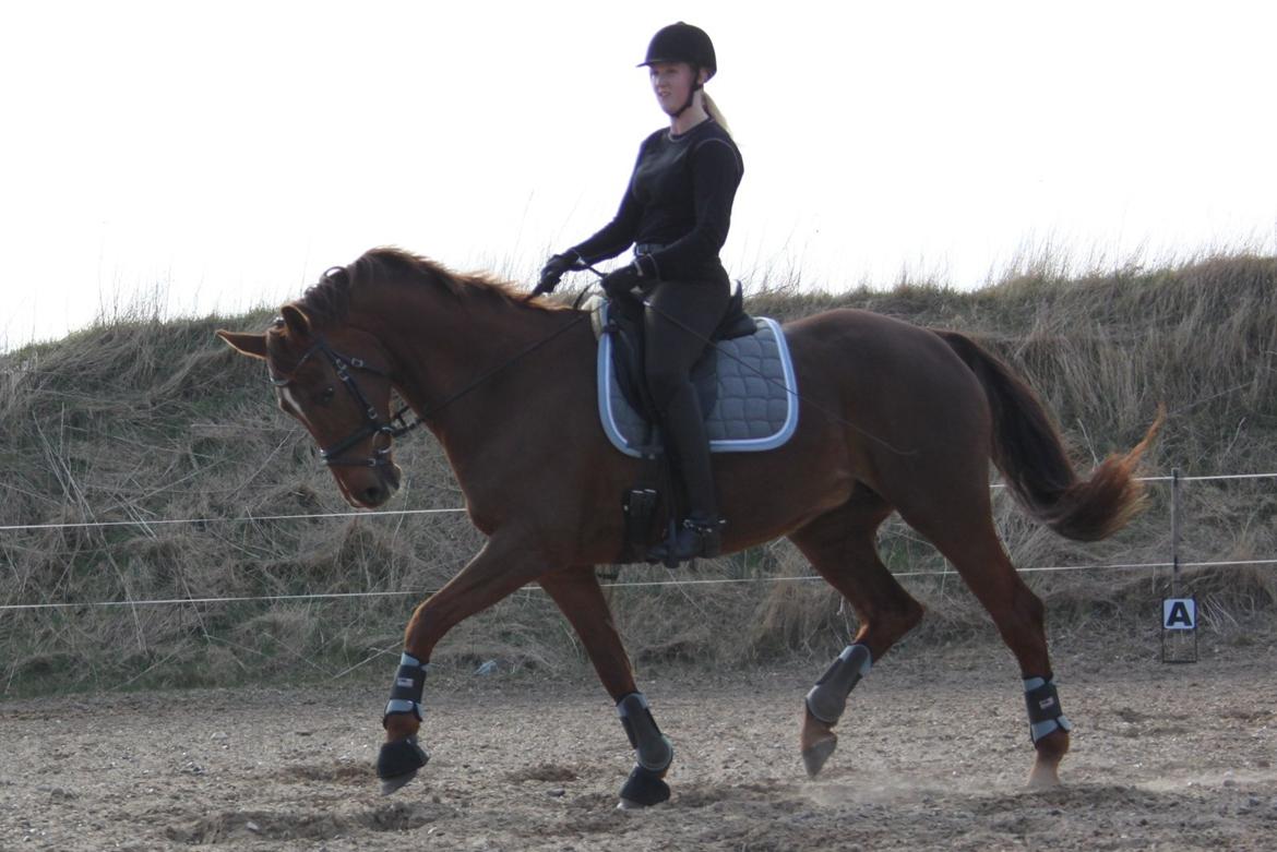 Hannoveraner Hedebo's Diana billede 8