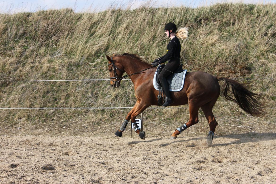 Hannoveraner Hedebo's Diana billede 9