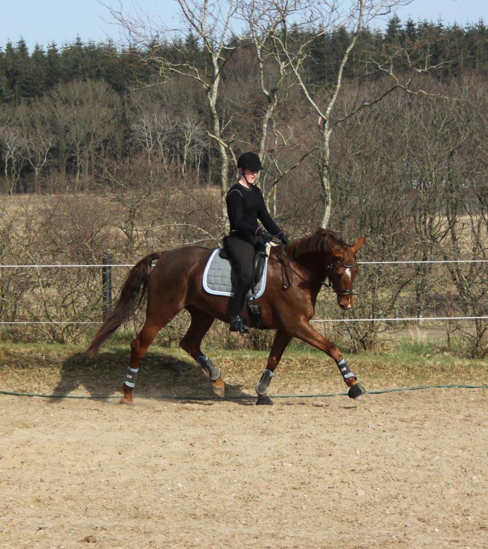 Hannoveraner Hedebo's Diana billede 13