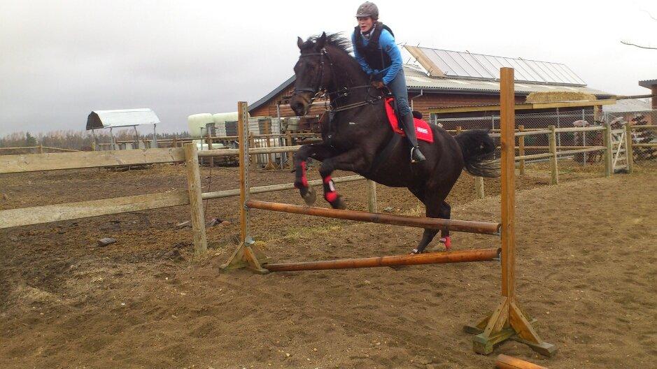 Holstener Camaro - anden gang jeg springer på ham  billede 4