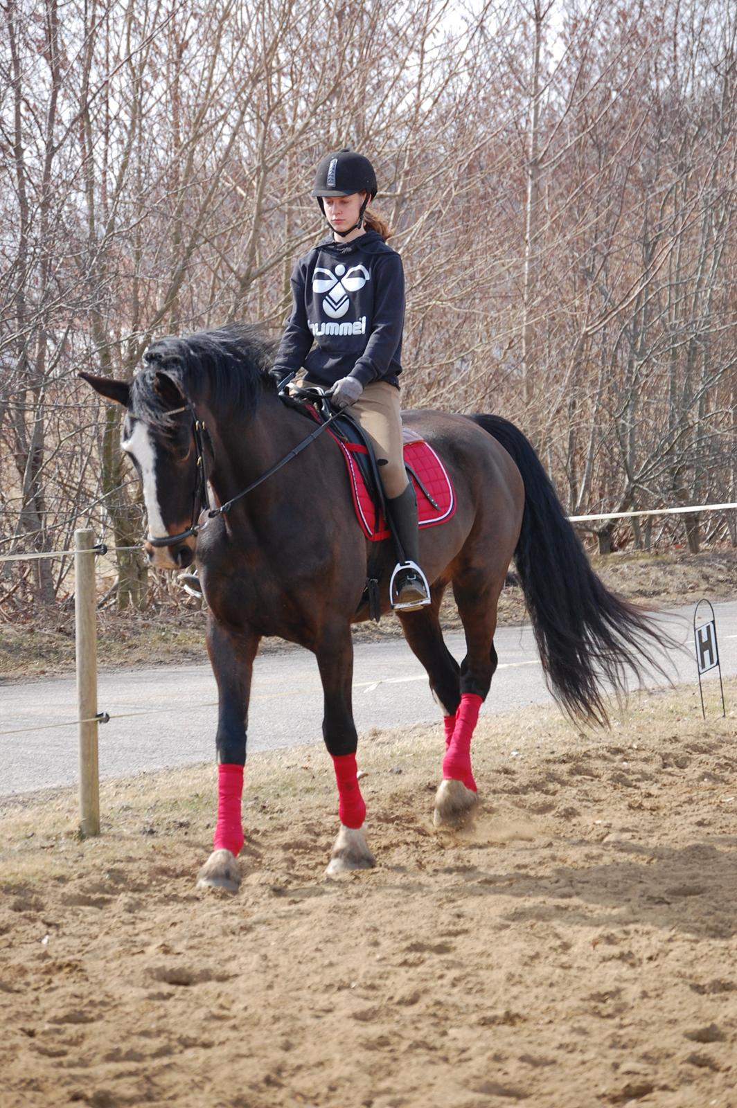 Hollandsk Varmblod cidora billede 1