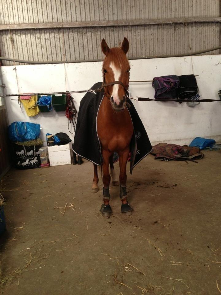 DSP Møgelvangs Ja'dore - Klar til en ridetur  billede 7