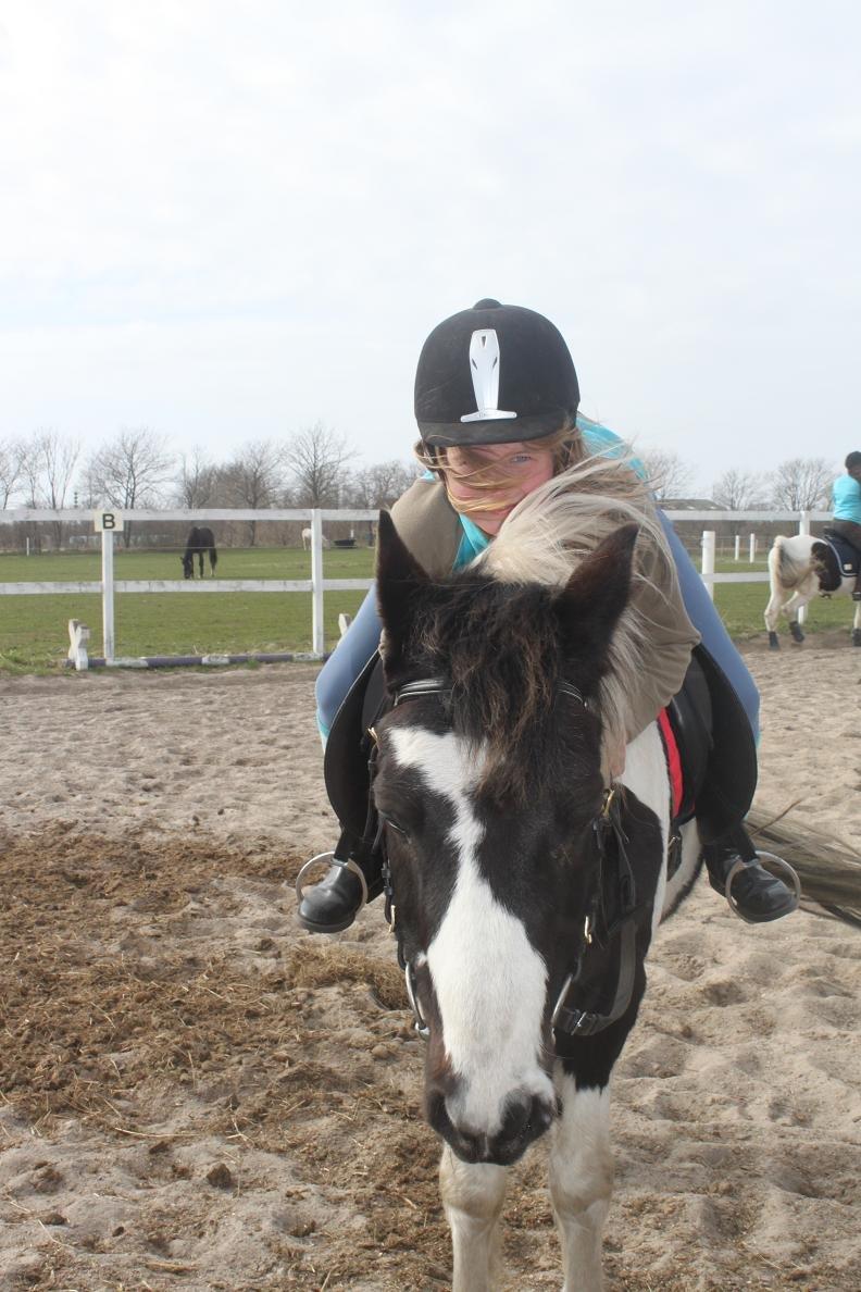 Pinto Prins billede 6