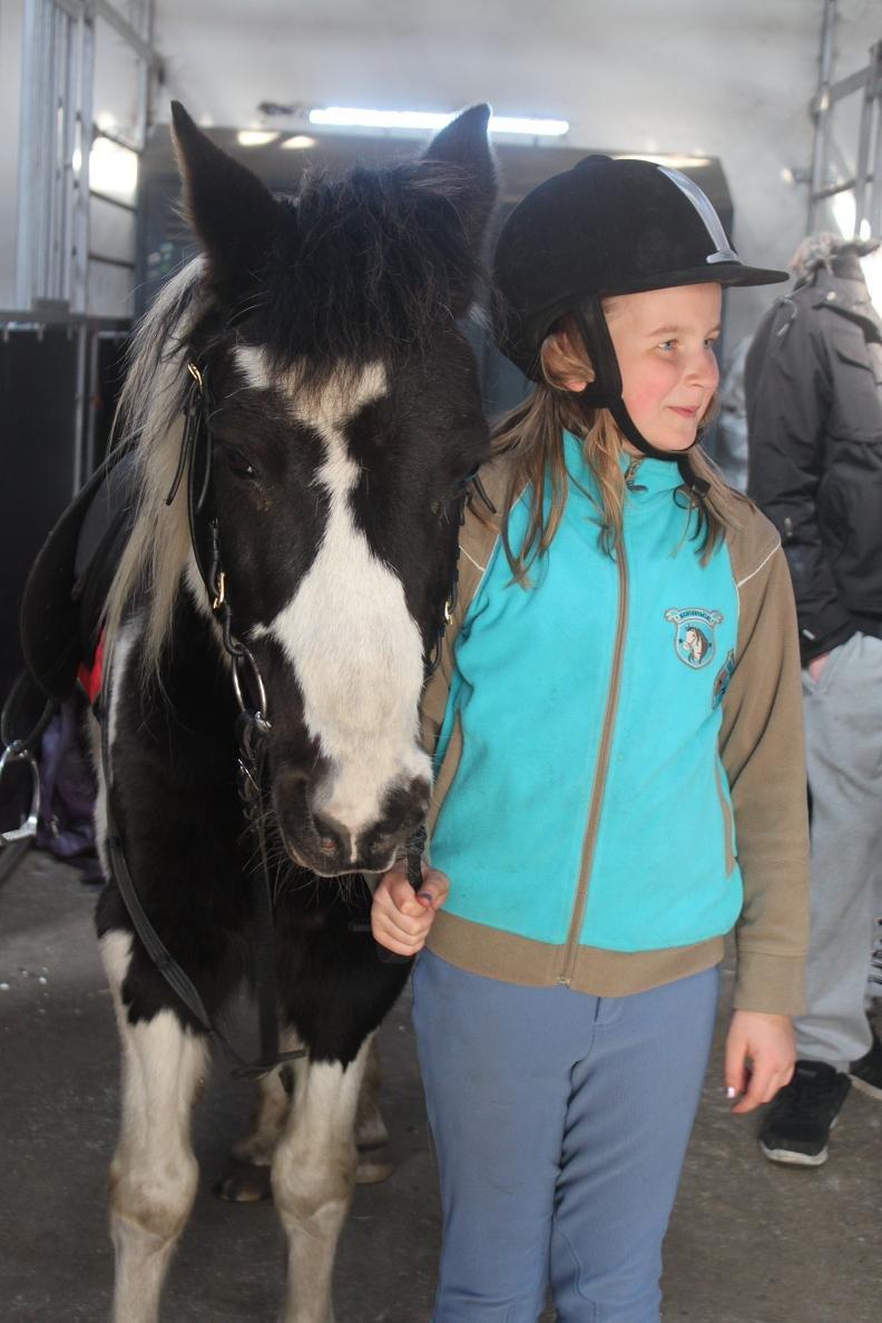 Pinto Prins billede 8