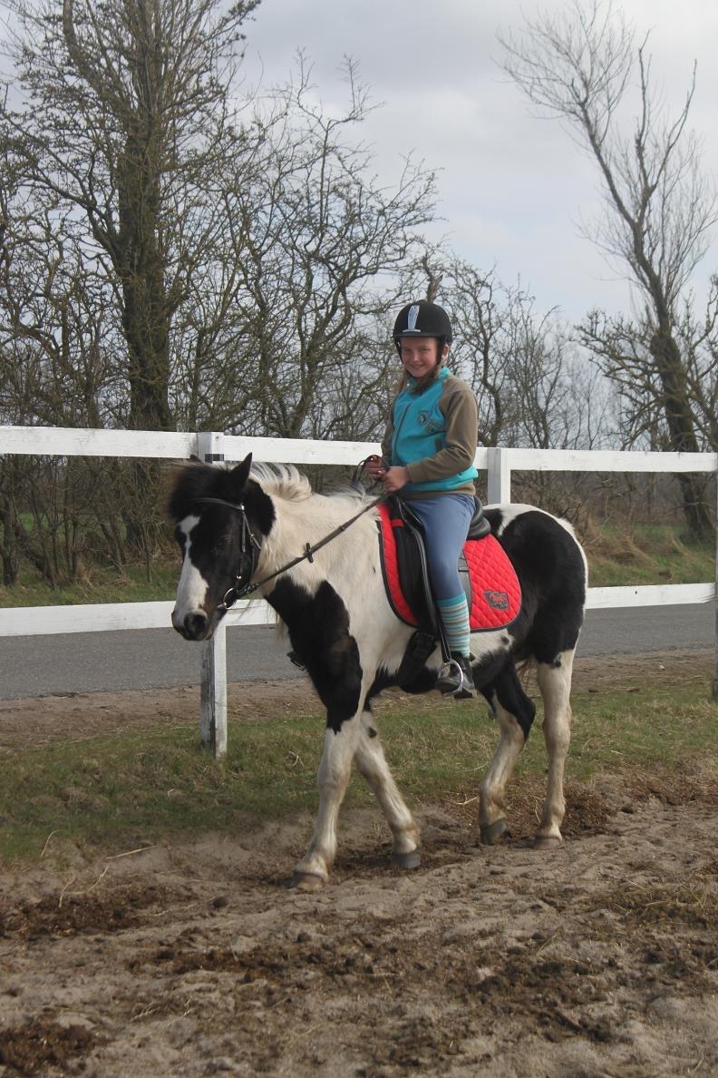 Pinto Prins billede 9