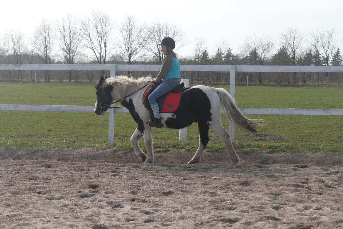 Pinto Prins billede 10