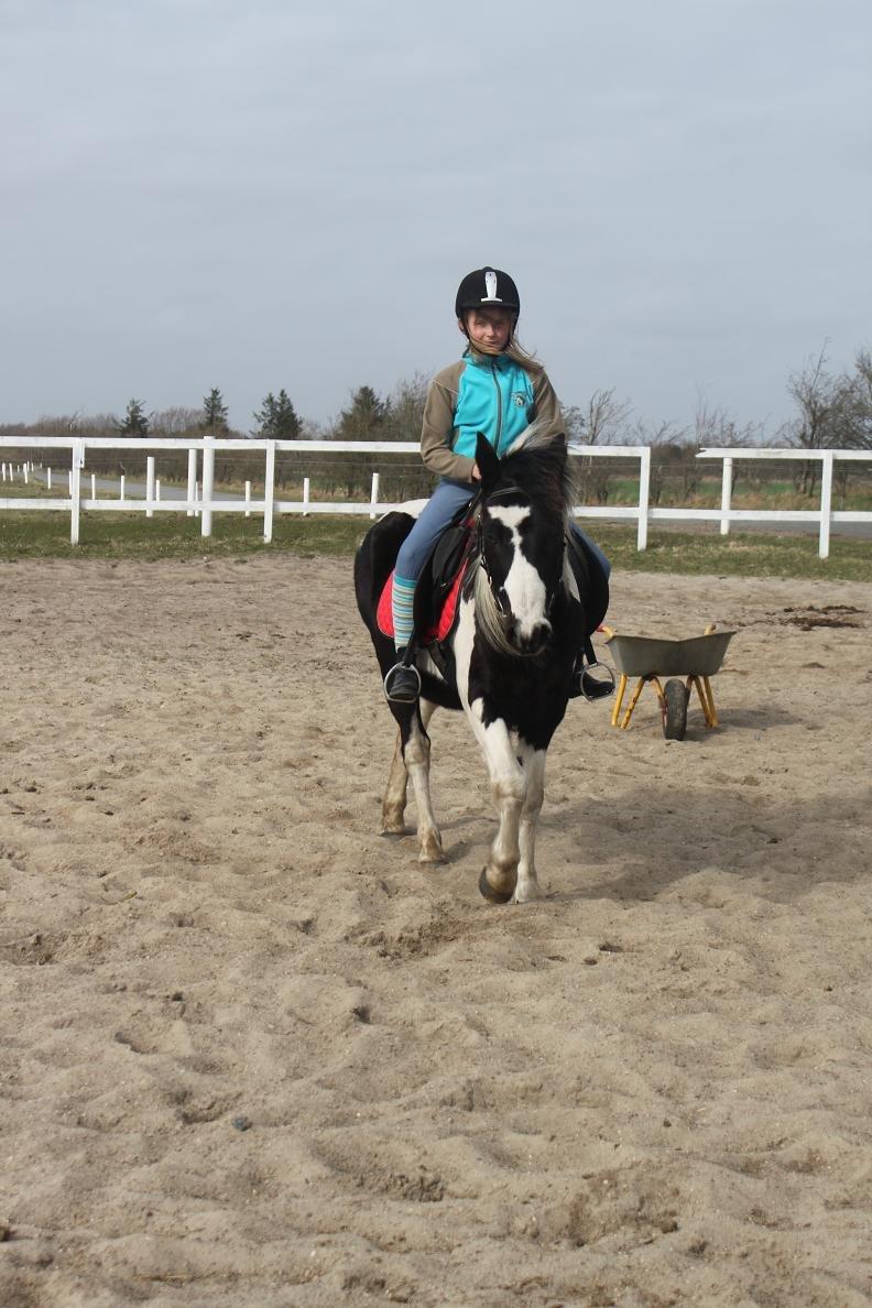 Pinto Prins billede 11