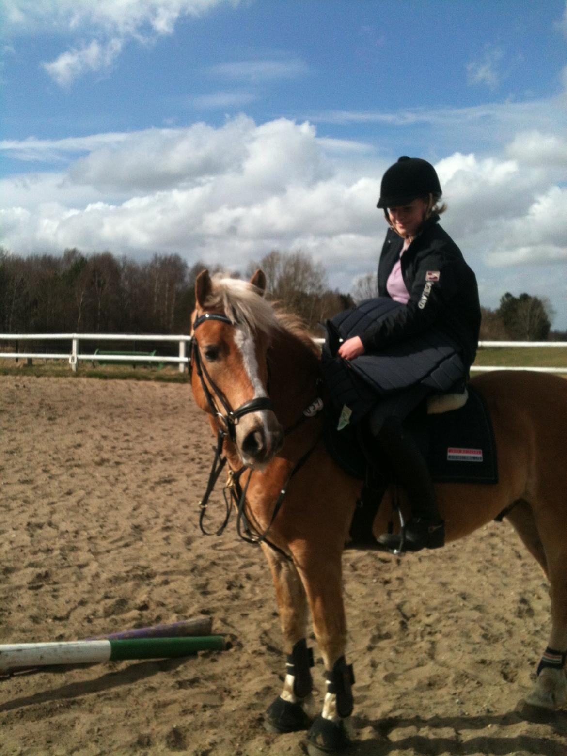 Haflinger Alvaro - SOLGT - Alvaro! billede 5