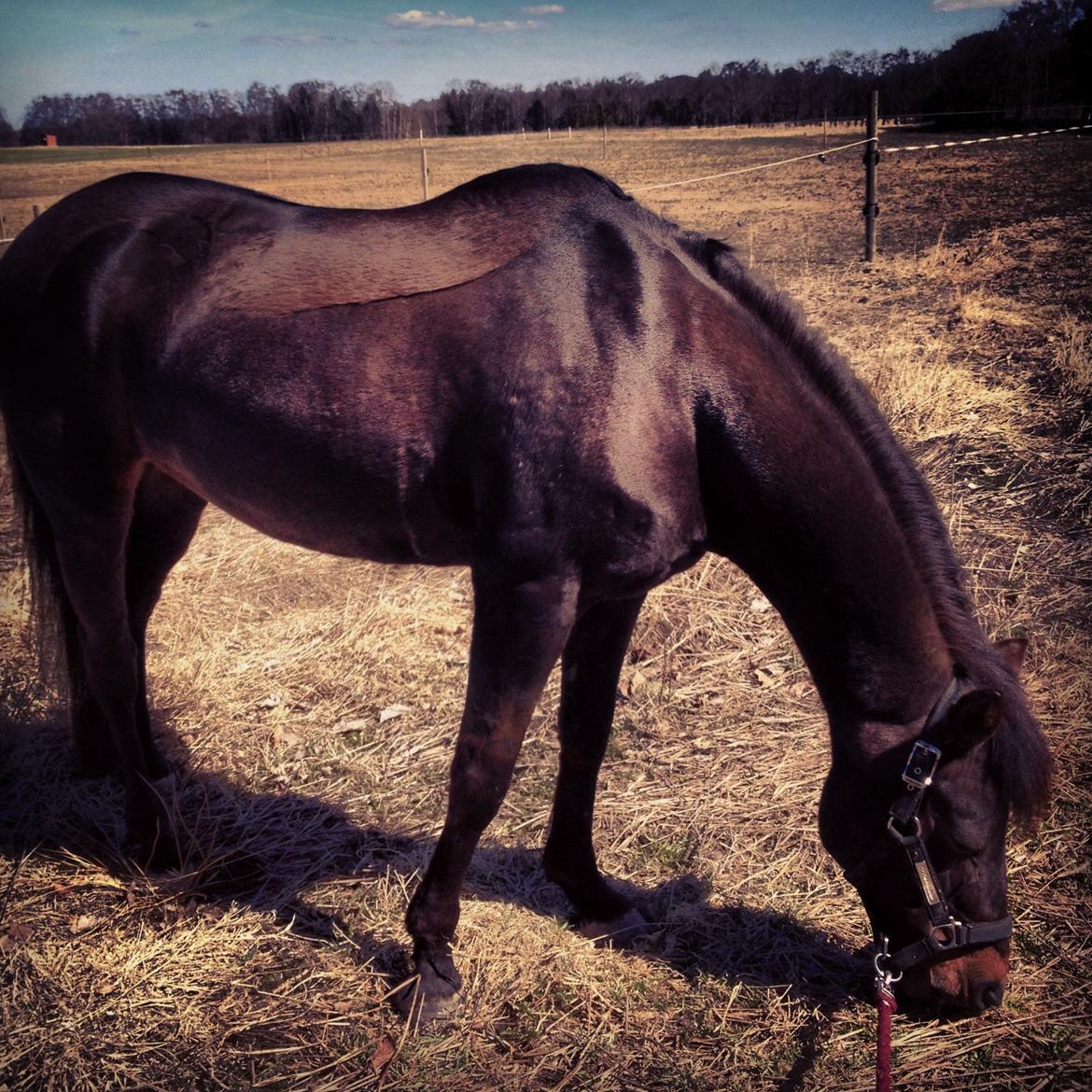 New Forest Bella billede 3