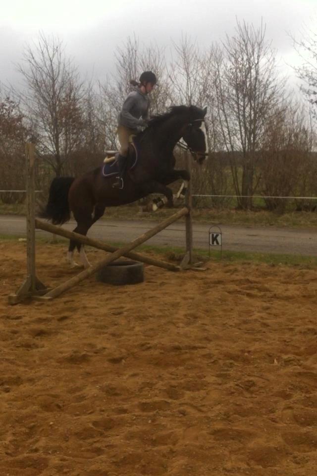 Hollandsk Varmblod cidora billede 11