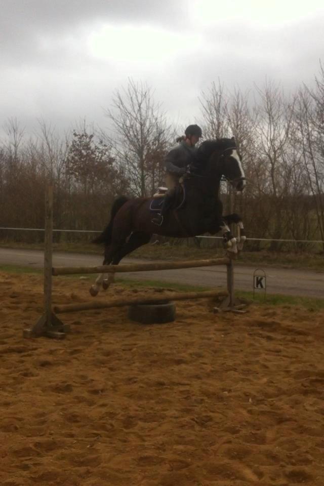 Hollandsk Varmblod cidora billede 12