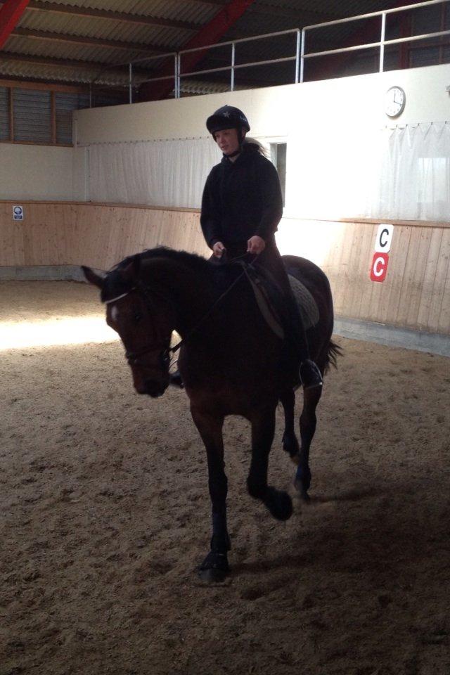 Dansk Varmblod Pauline Byhøj billede 23