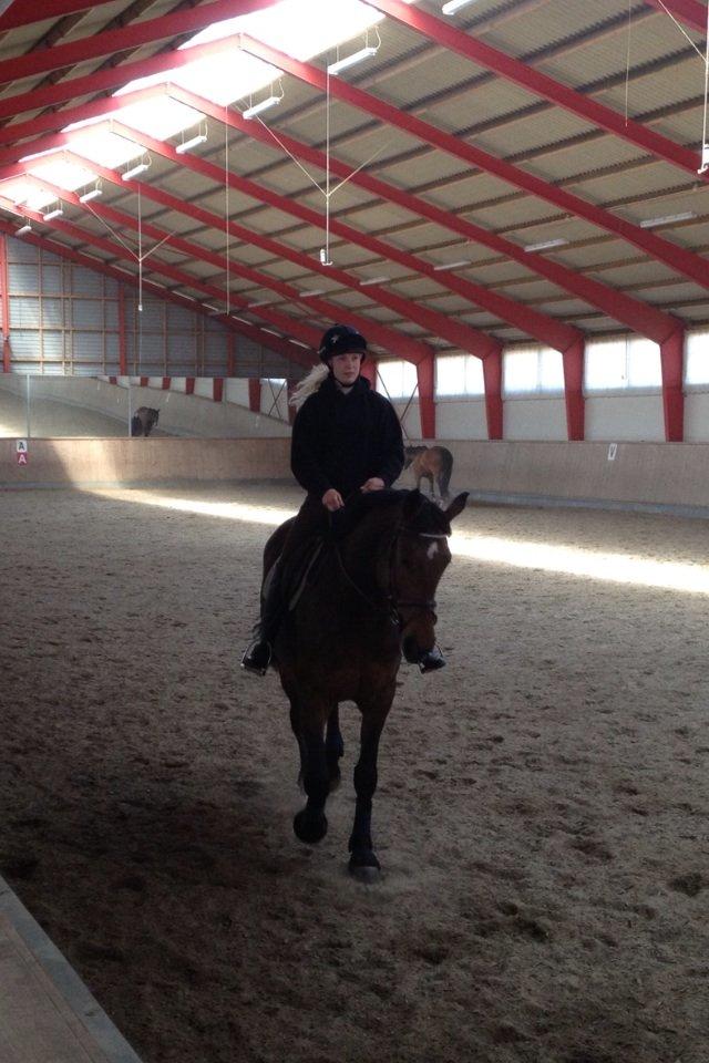 Dansk Varmblod Pauline Byhøj billede 25