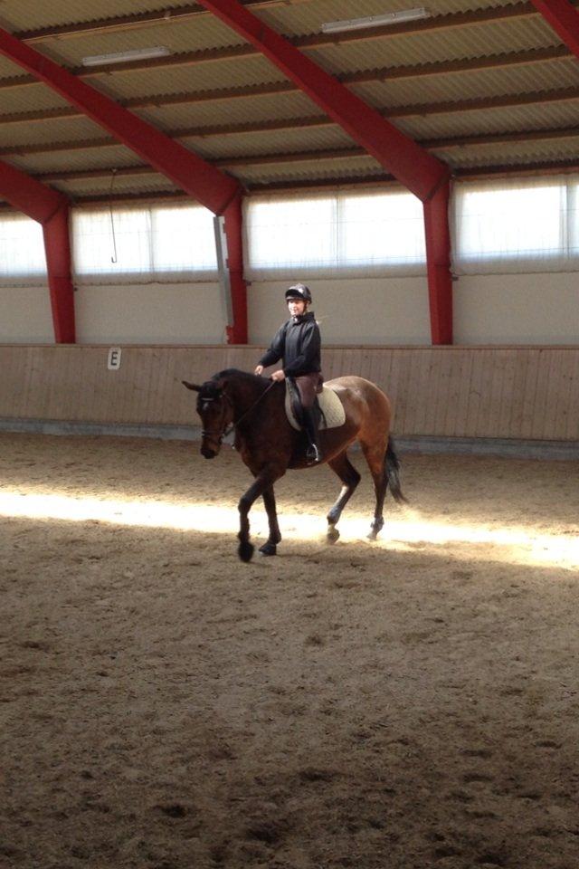 Dansk Varmblod Pauline Byhøj billede 28