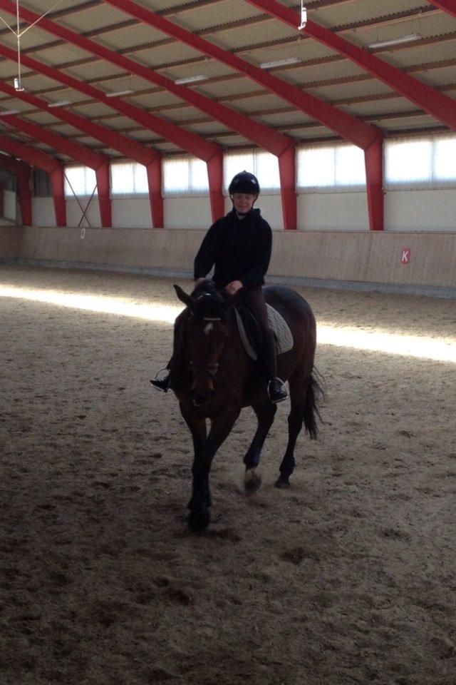 Dansk Varmblod Pauline Byhøj billede 31