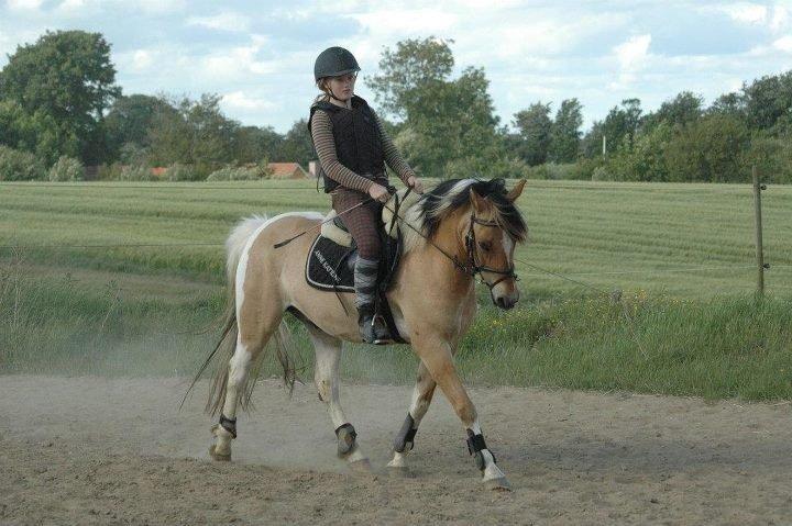 Hollandsk Sportspony Capello Ivo !<3 billede 9