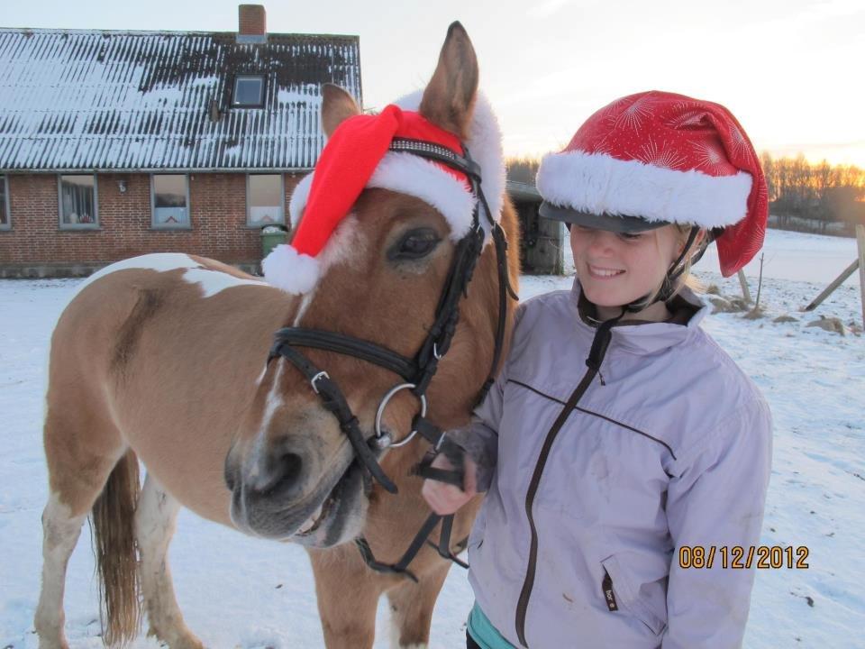 Hollandsk Sportspony Capello Ivo !<3 - „Jeg kender til smerte, men ægte kærlighed er den værste.“ billede 10