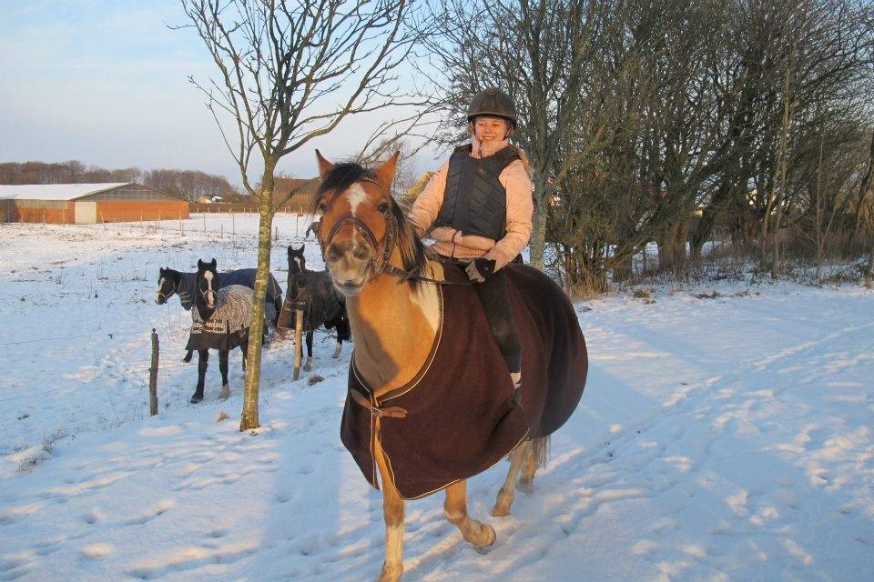 Hollandsk Sportspony Capello Ivo !<3 billede 14