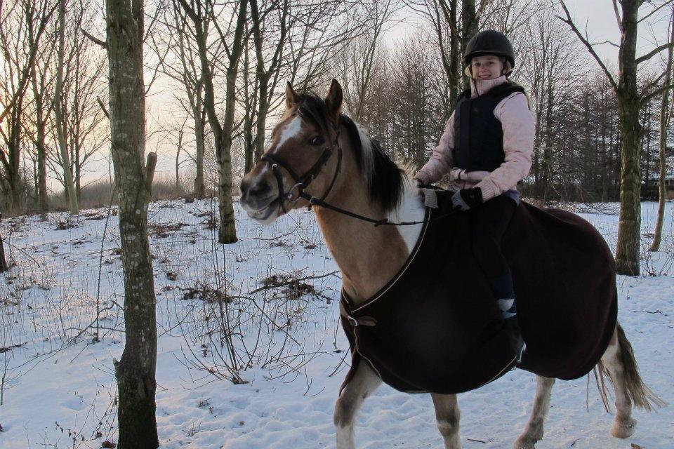 Hollandsk Sportspony Capello Ivo !<3 - „Det er skønhed som fanger din opmærksomhed, men personlighed som vinder dit hjerte.“ billede 5