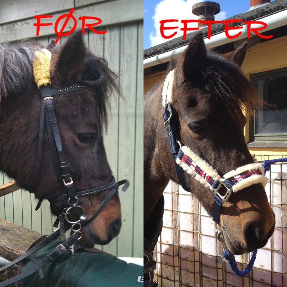 New Forest Bella - Forskellen fra Rideskolehest og privathest! :-) billede 5