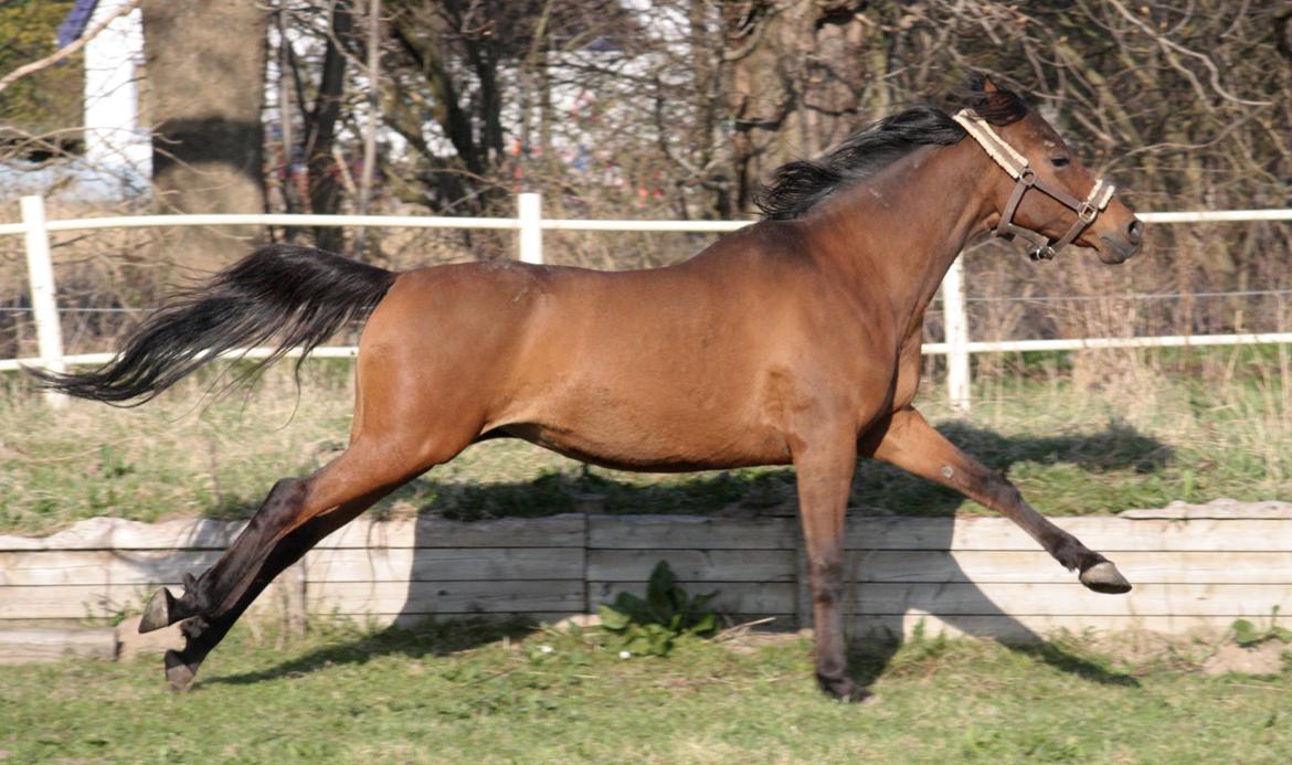 DSP Reb'l Fleur billede 11