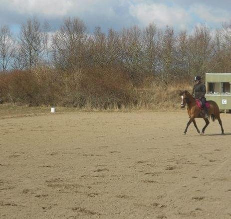 DSP Malou - Lige lidt dressur træning :) billede 17