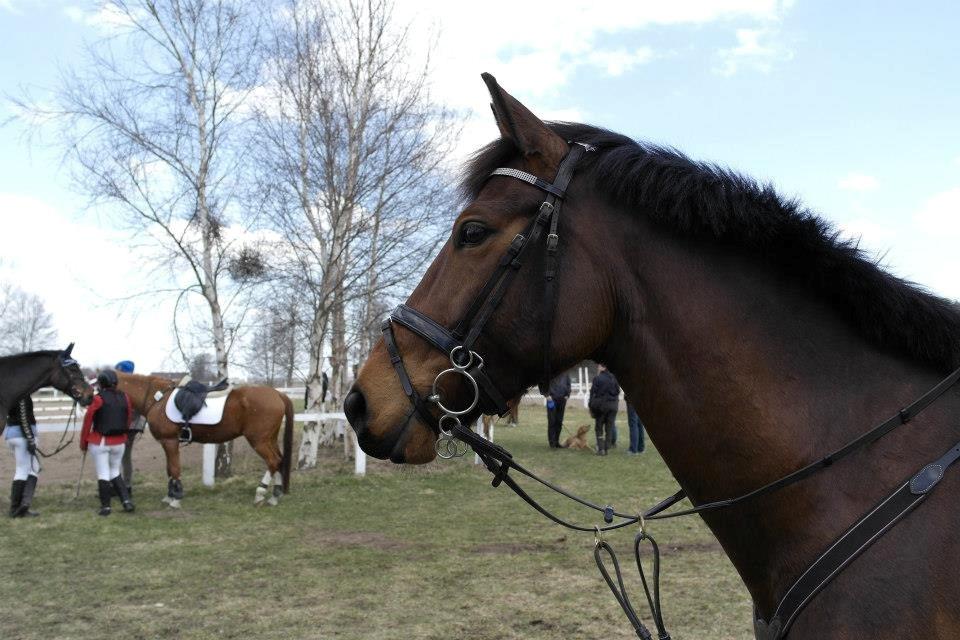 Anden særlig race Nyøstergaards Malou - <3 billede 19