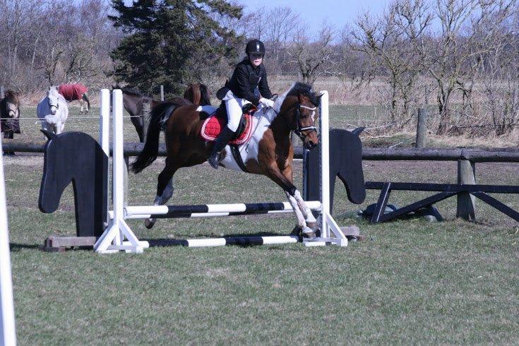 Anden særlig race Magic Rainbow billede 9