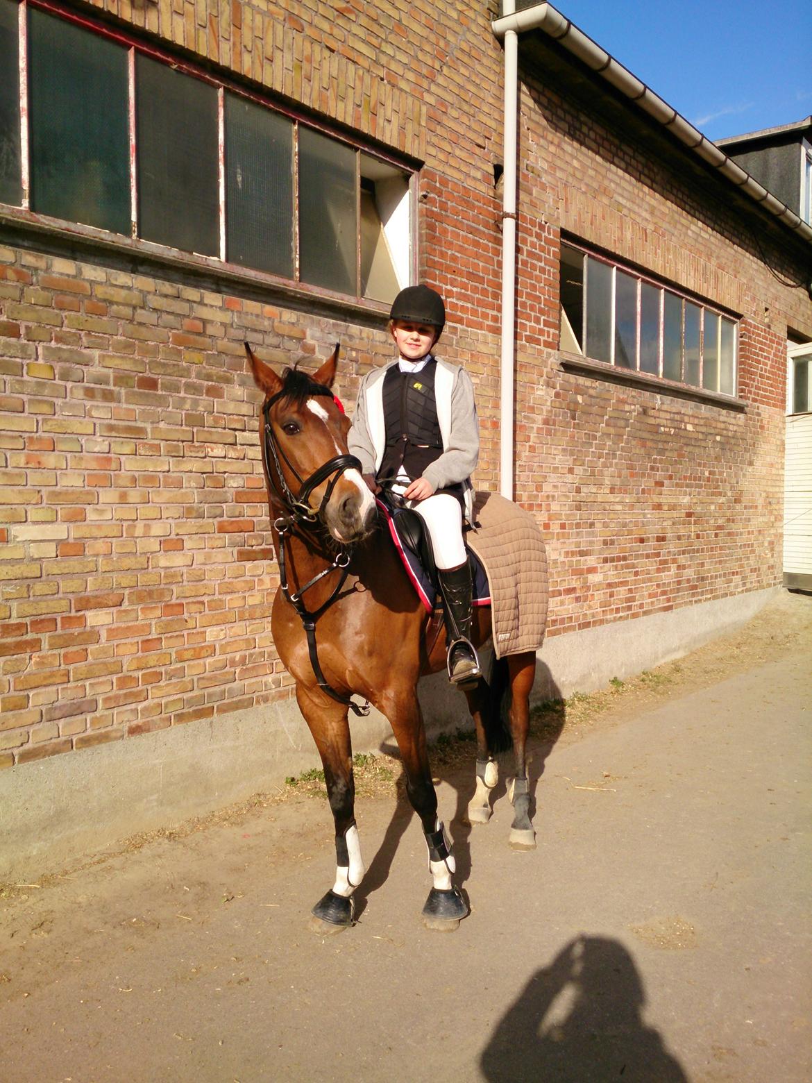 DSP Toftegårdens Alcazar B-pony billede 12