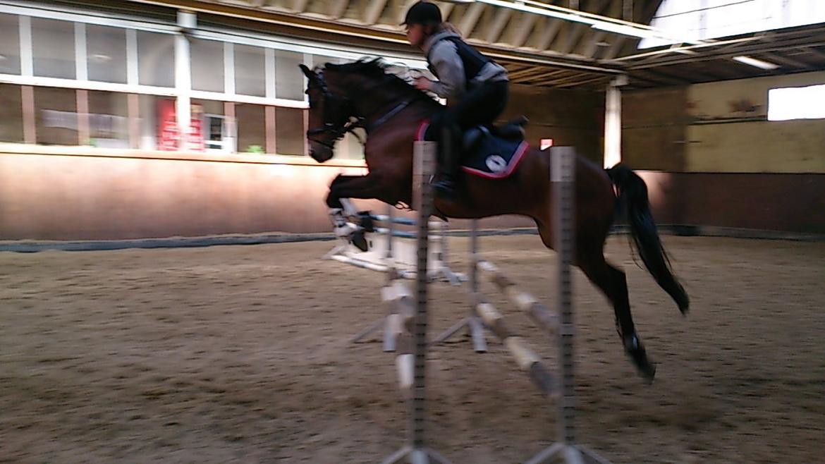 DSP Toftegårdens Alcazar B-pony billede 15