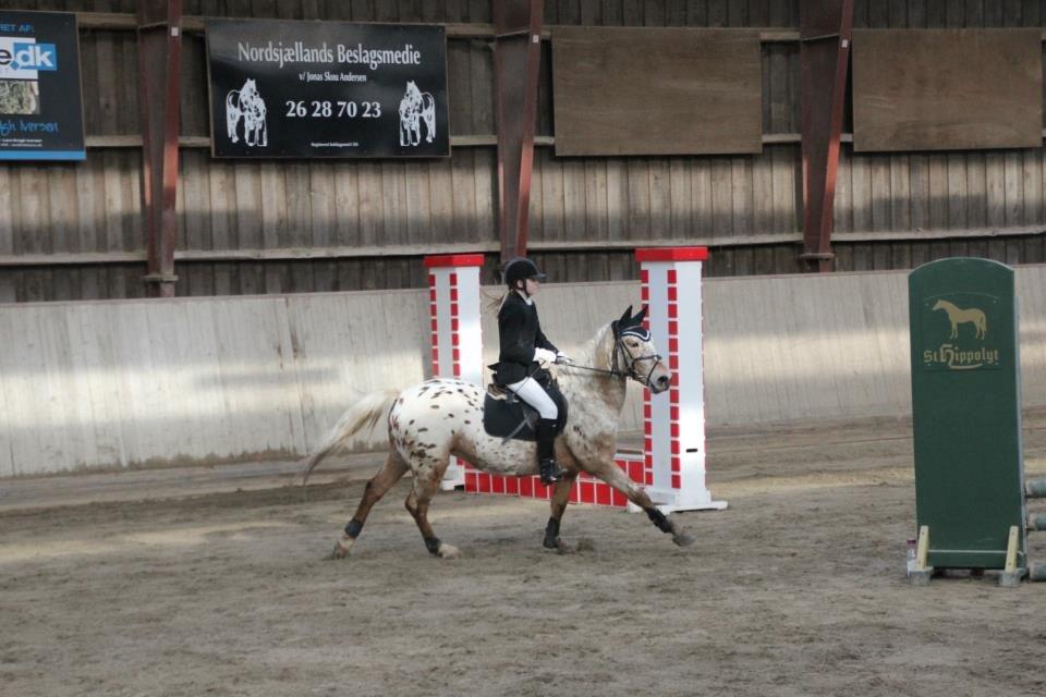 Appaloosa Plet - Springstævne - 2013 (19-4-13) billede 1