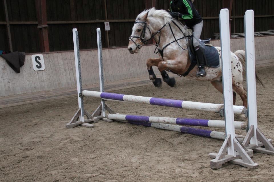 Appaloosa Plet - Springtræning - 2013 billede 9