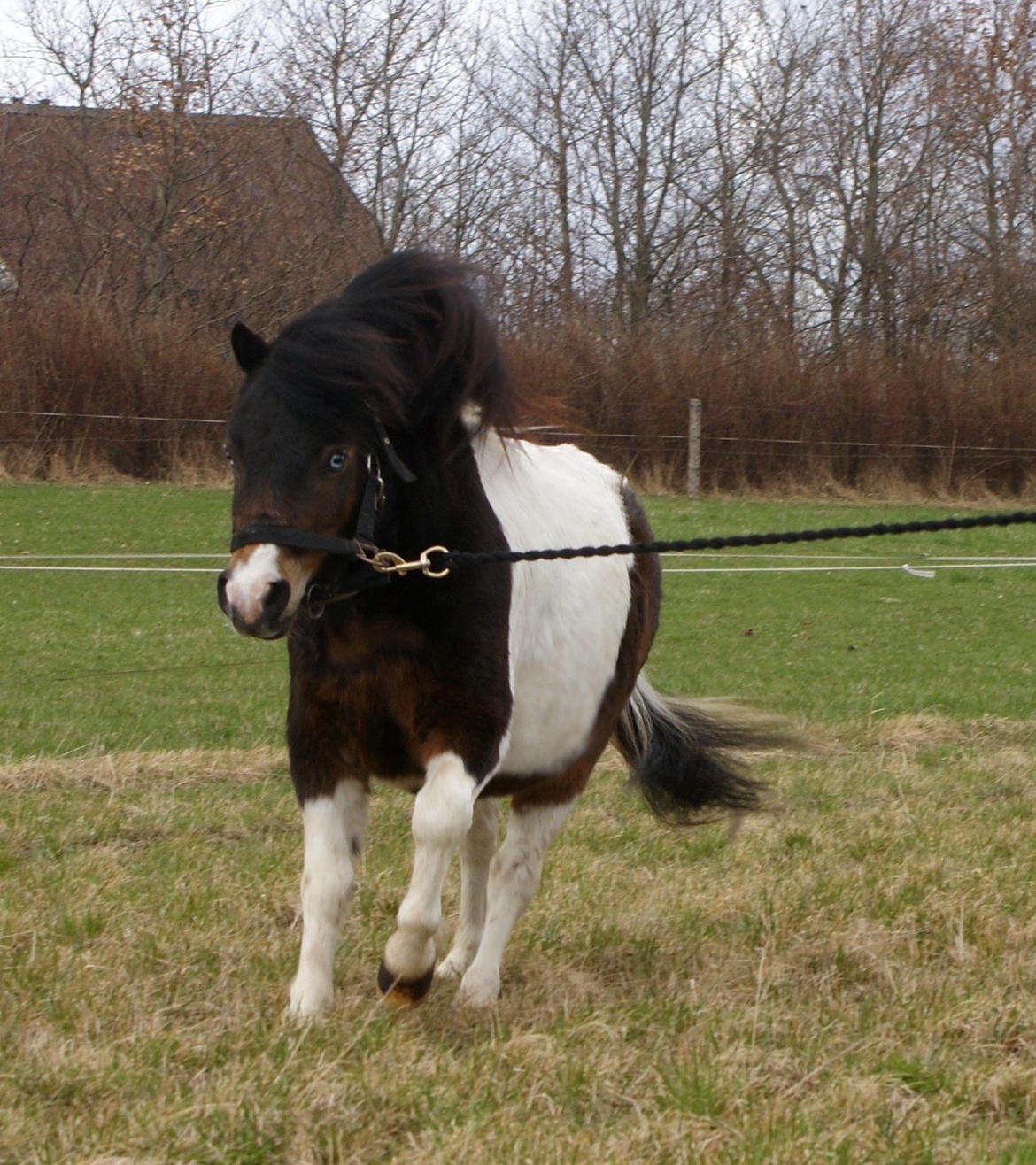 Anden særlig race Ministar`s Iceblue Sigurd billede 15