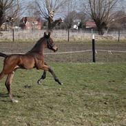 Dansk Varmblod Sanza H