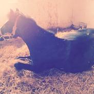 New Forest Queen Mary