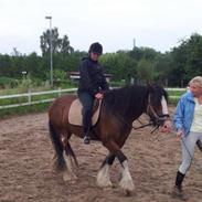 Irish Cob caileag