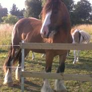 Irish Cob caileag