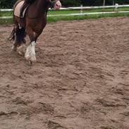 Irish Cob caileag