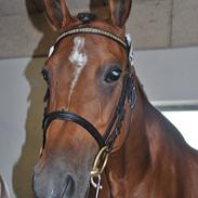 Anglo Araber (AA) Masai AA (solgt)