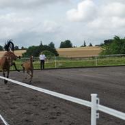 Anglo Araber (AA) Masai AA (solgt)