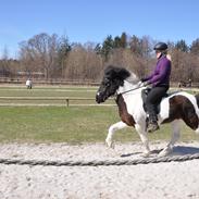Islænder Tjaldur fra Ottegaarden