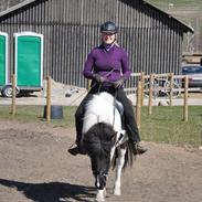 Islænder Tjaldur fra Ottegaarden