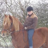 Islænder Ósk fra Bjerregaard [HIMMELHEST]