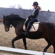 Anden særlig race Romeo (Himmelhest RIP)